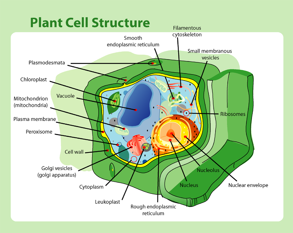 Detailed public-domain cutaway diagram of a plant cell and its organelles