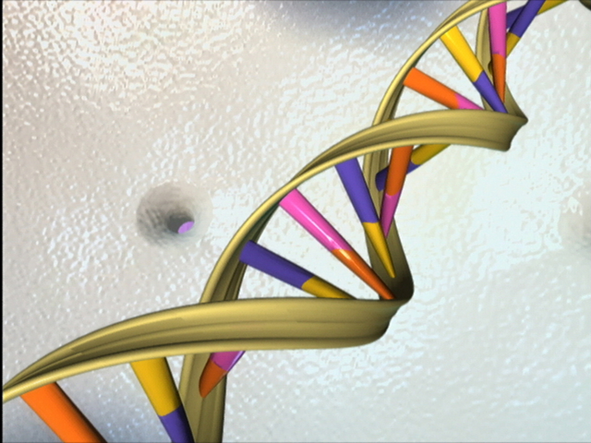 National Human Genome Research Institute model of a DNA double helix