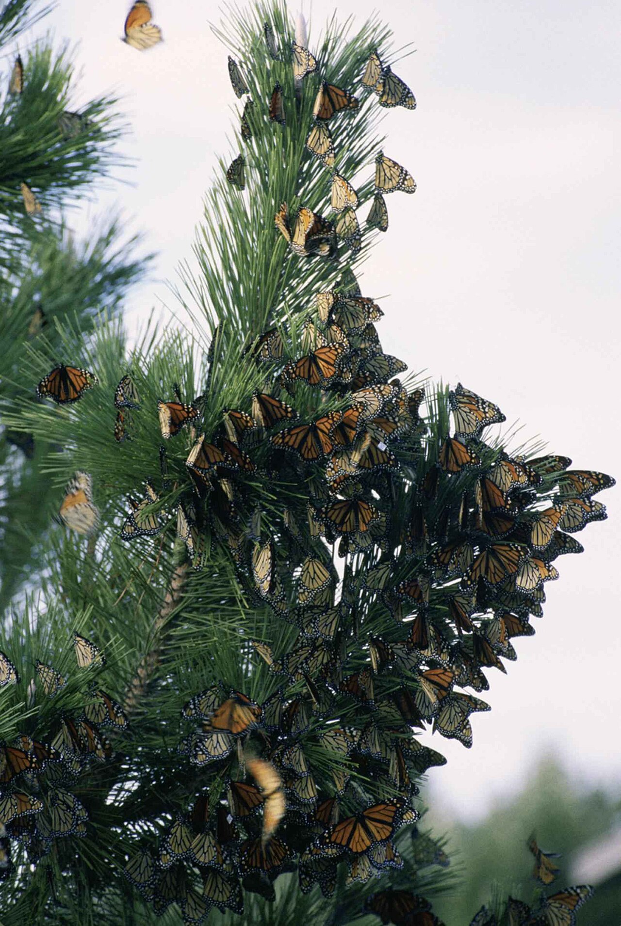 Dense group of orange-and-black monarch butterflies resting together during migration.