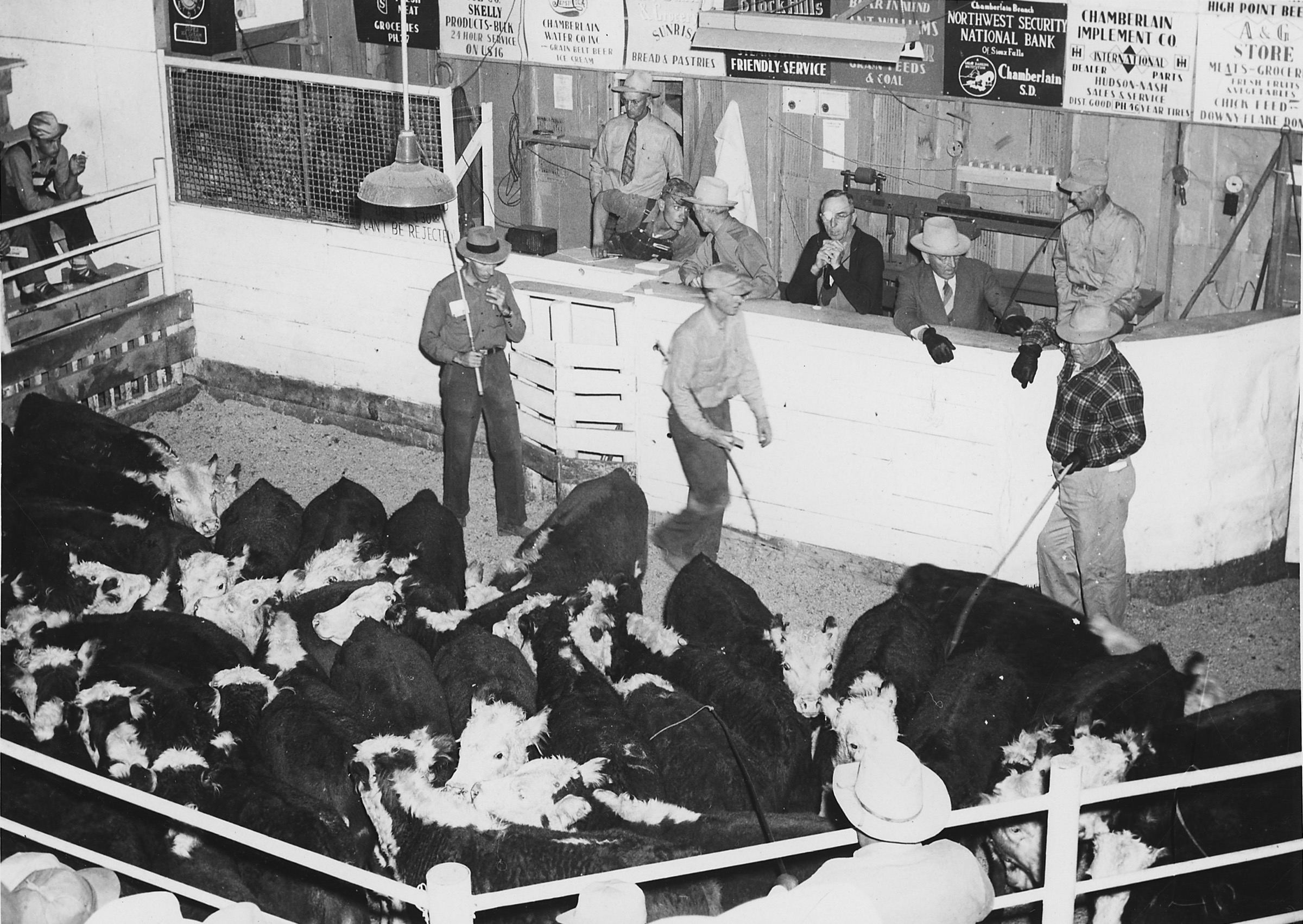 Buyers and an auctioneer gathered around livestock at a calf auction in Chamberlain, South Dakota.