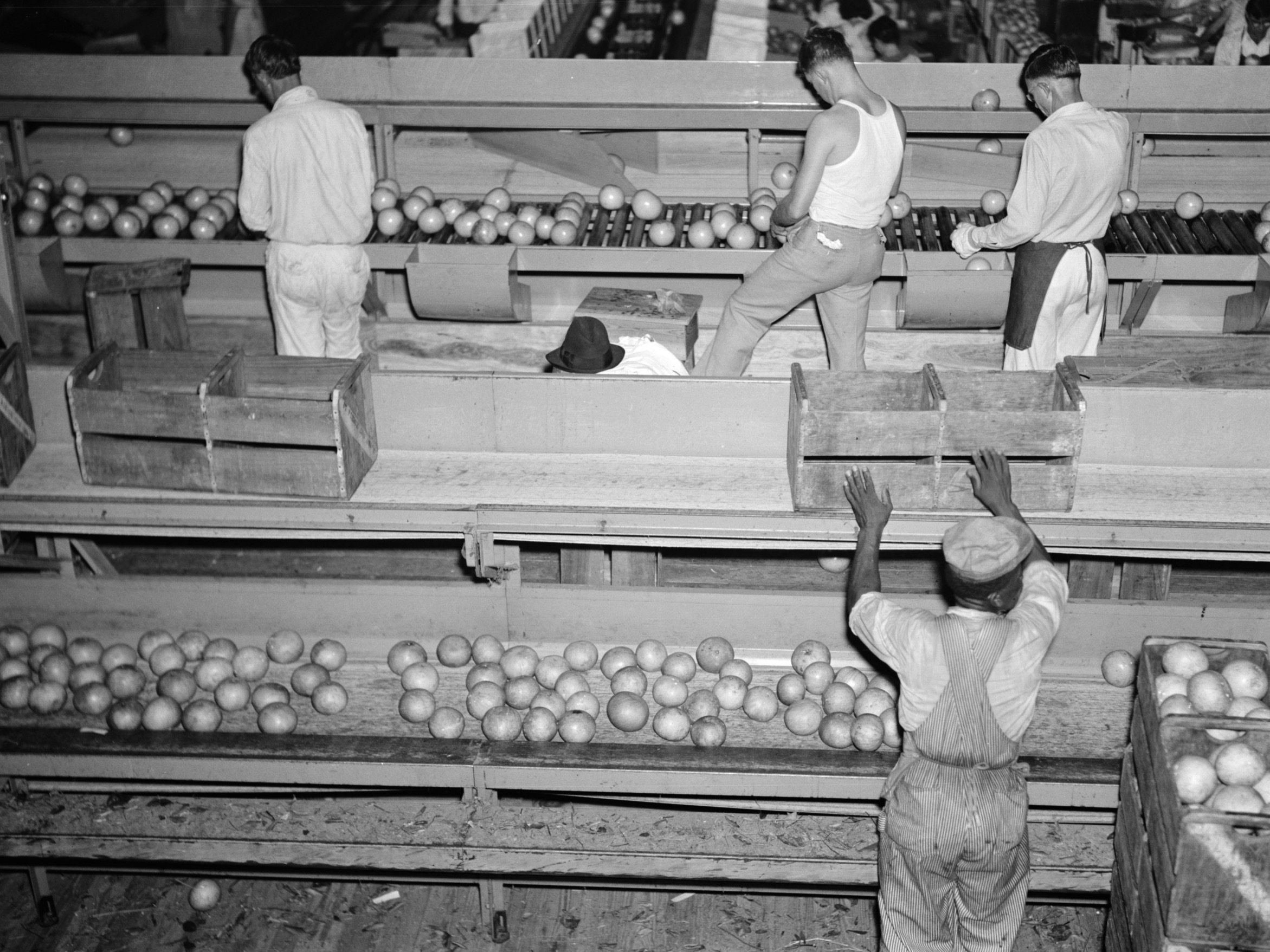 Workers grading citrus fruit along conveyor belts in a Florida packing plant in 1937.
