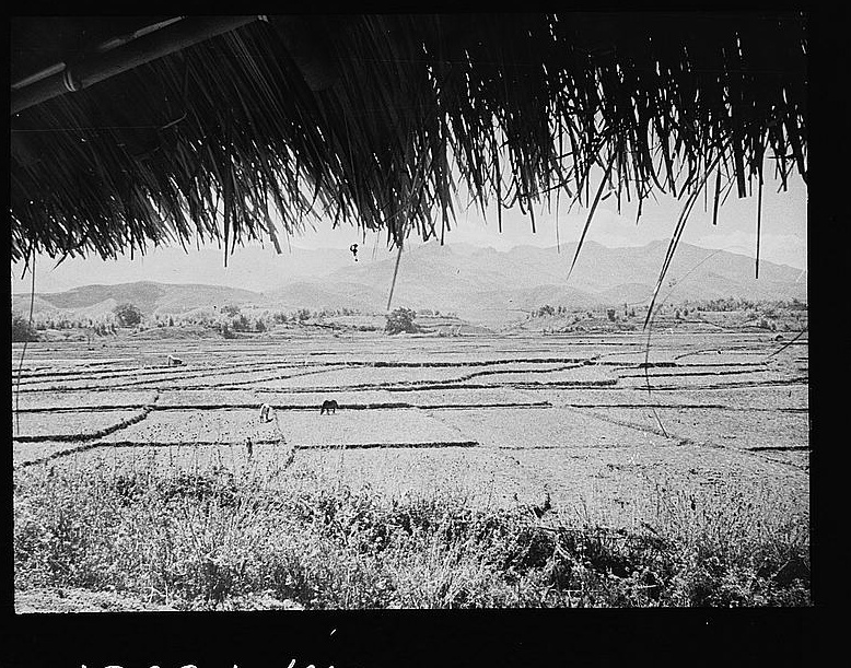 Rice fields divided into worked plots beneath a mountain landscape