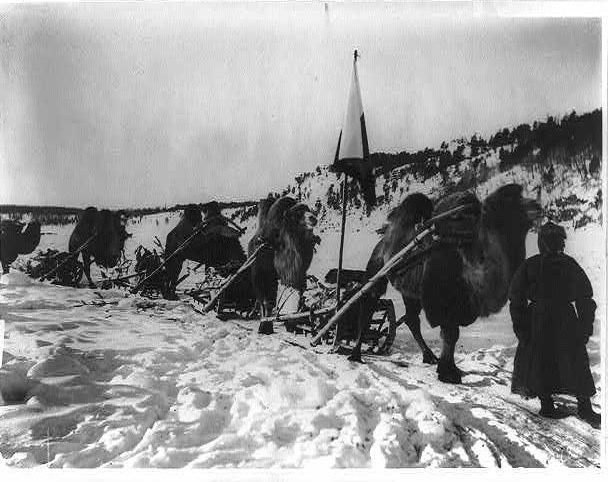 Bactrian camels traveling in a caravan near the Amur River